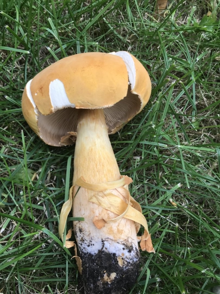 Феолепиота золотистая