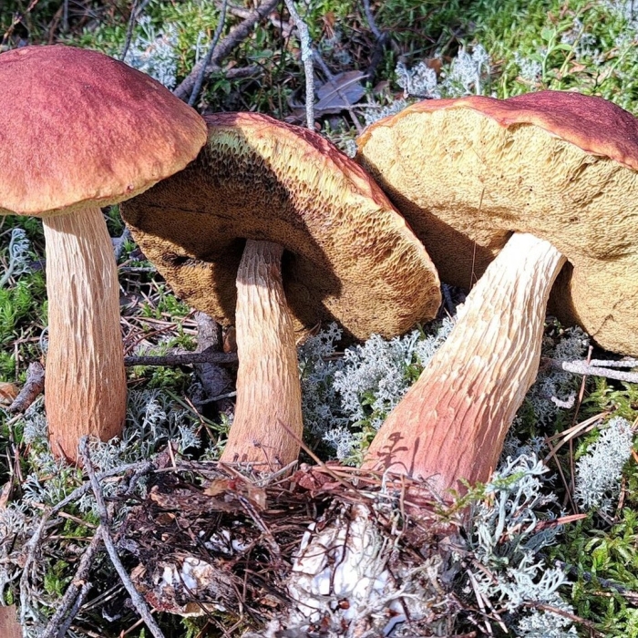 Гриб поддубовик дубовик