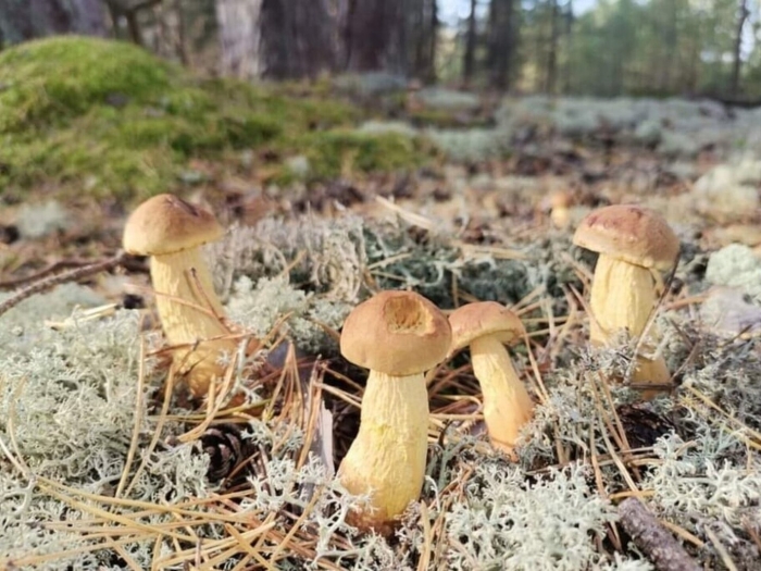 Aureoboletus projectellus