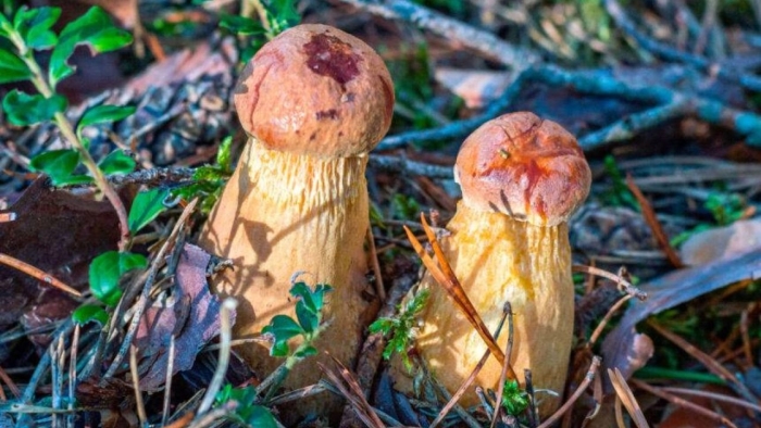 Боровик золотистый aureoboletus projectellus