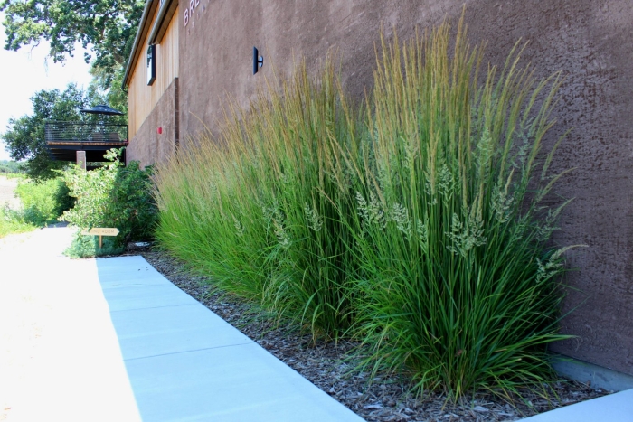 Вейник остроцветковый карл форстер