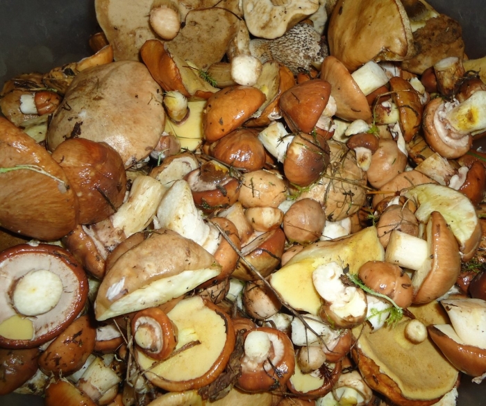 Гриб масленок