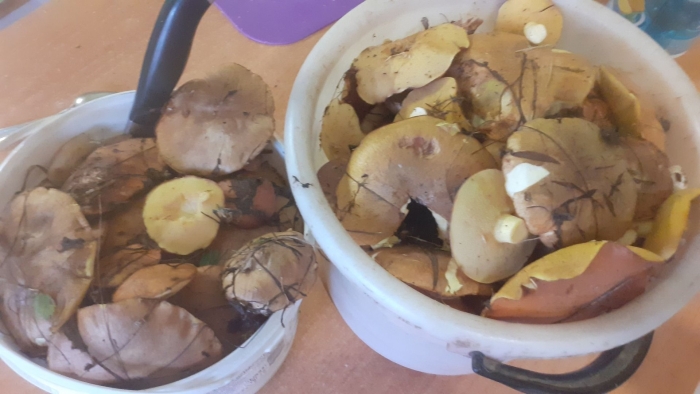 Сколько варить маслята