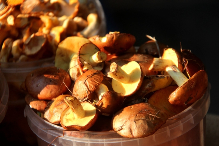 Боровой масленок