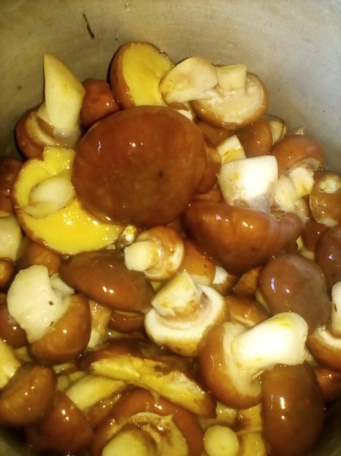 Опята шампиньоны маслята