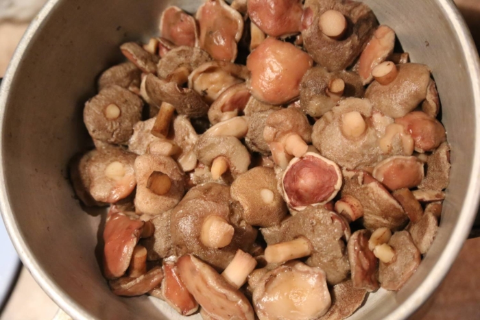 Козляк гриб вареный