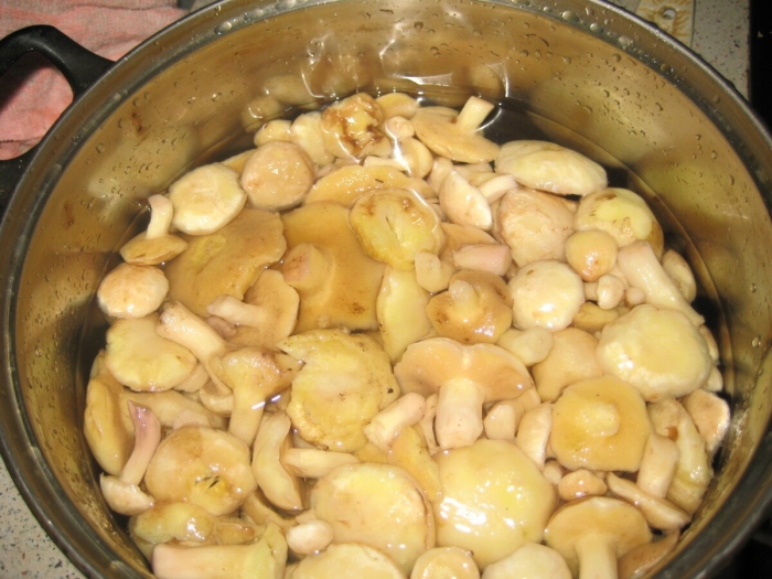 Маринованные маслята