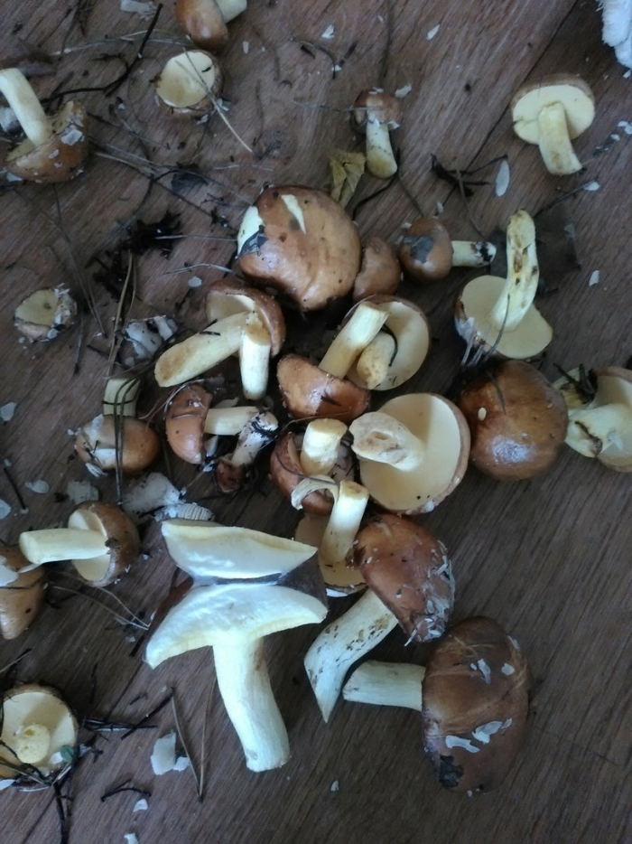 Маслята гриб