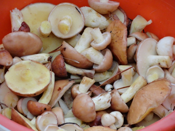 Гриб масленок