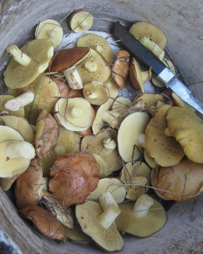 Грибы маслята в ведре