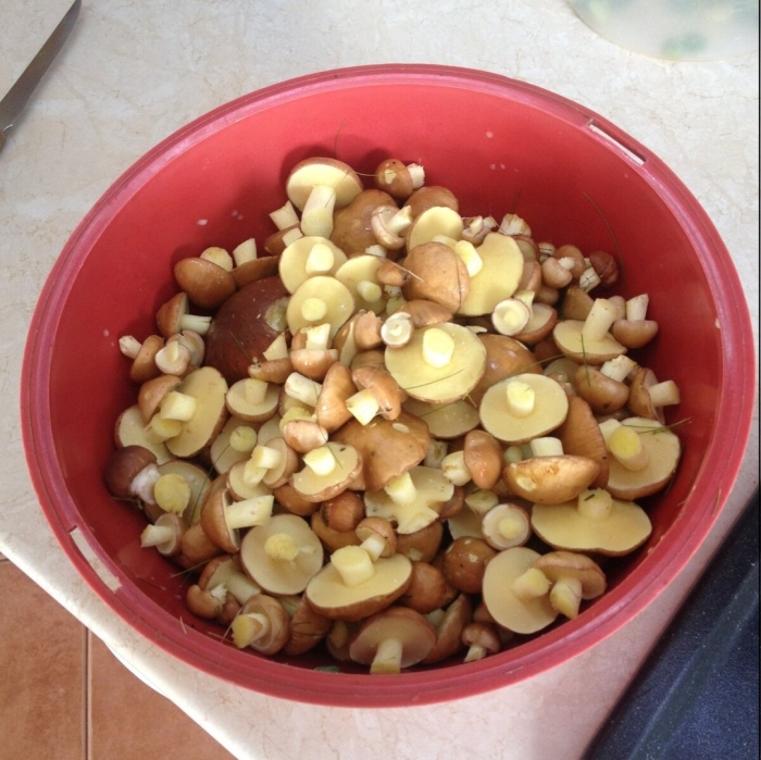 Маслята соленые