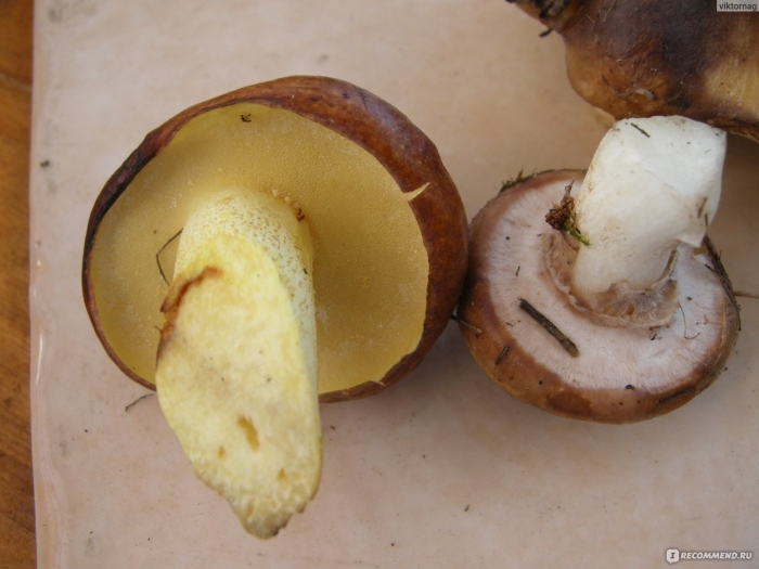 Ложные маслята