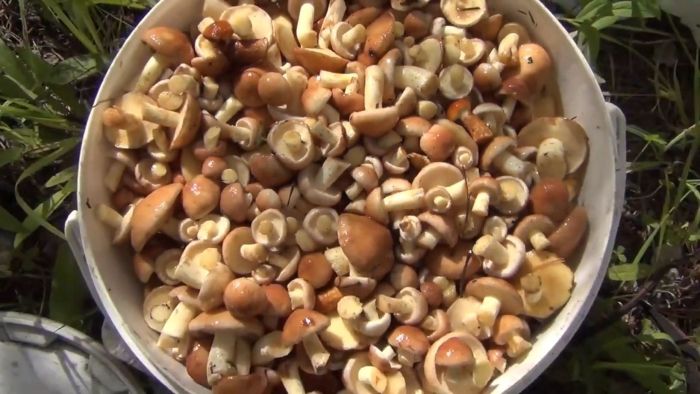 Маленькие маслята