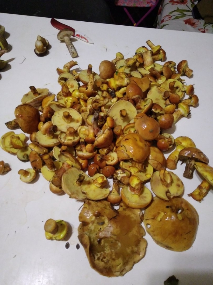 Лиственничный масленок гриб