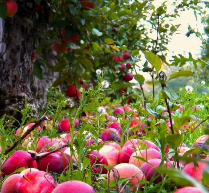 Падалица яблок