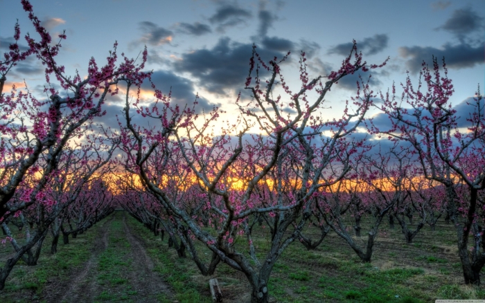 Крым персиковый сад