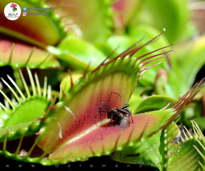 Венерина мухоловка