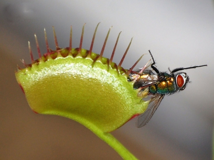 Ловчий аппарат венериной мухоловки
