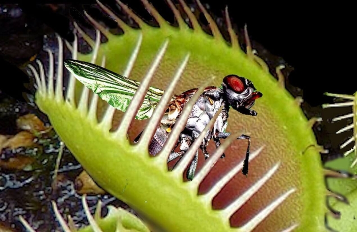 Растение венерина мухоловка