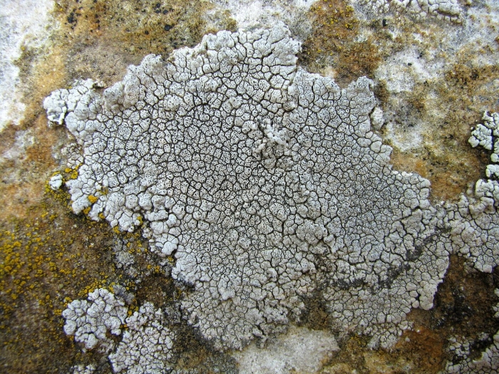 Леканора накипной лишайник
