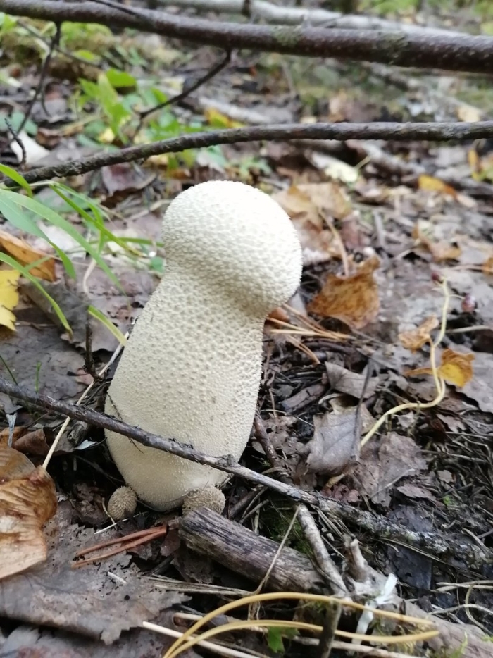 Lycoperdon excipuliforme
