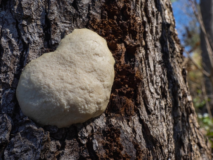 Гриб трутовик