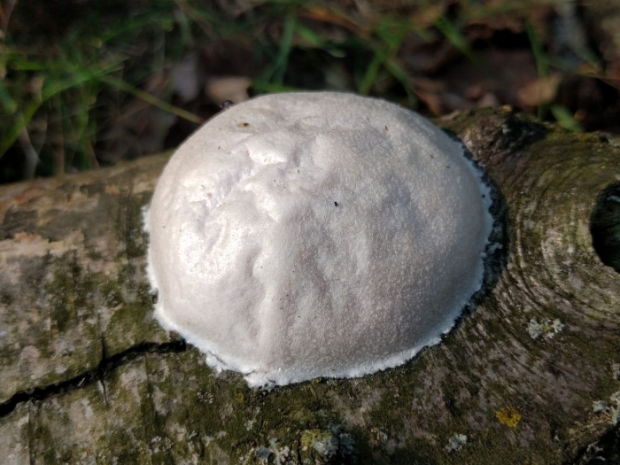 Enteridium lycoperdon
