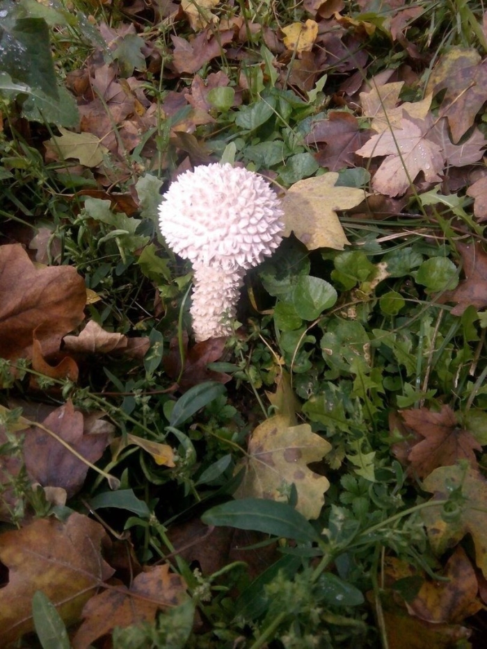 Дождевик ежевидно колючий