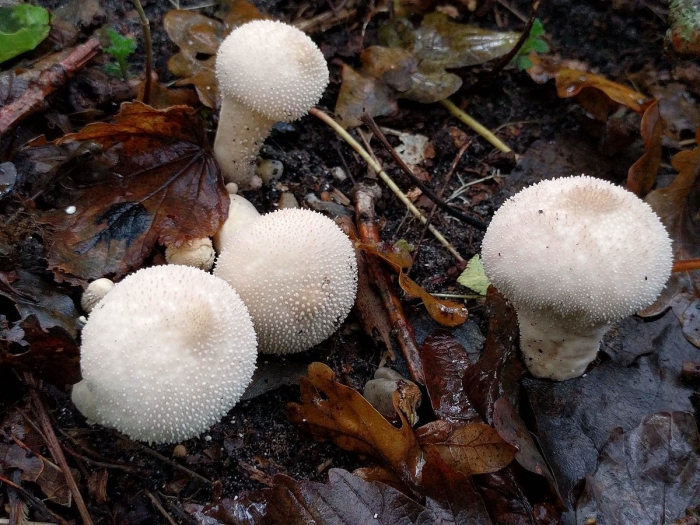 Дождевик шиповатый съедобный