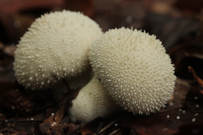 Lycoperdon perlatum