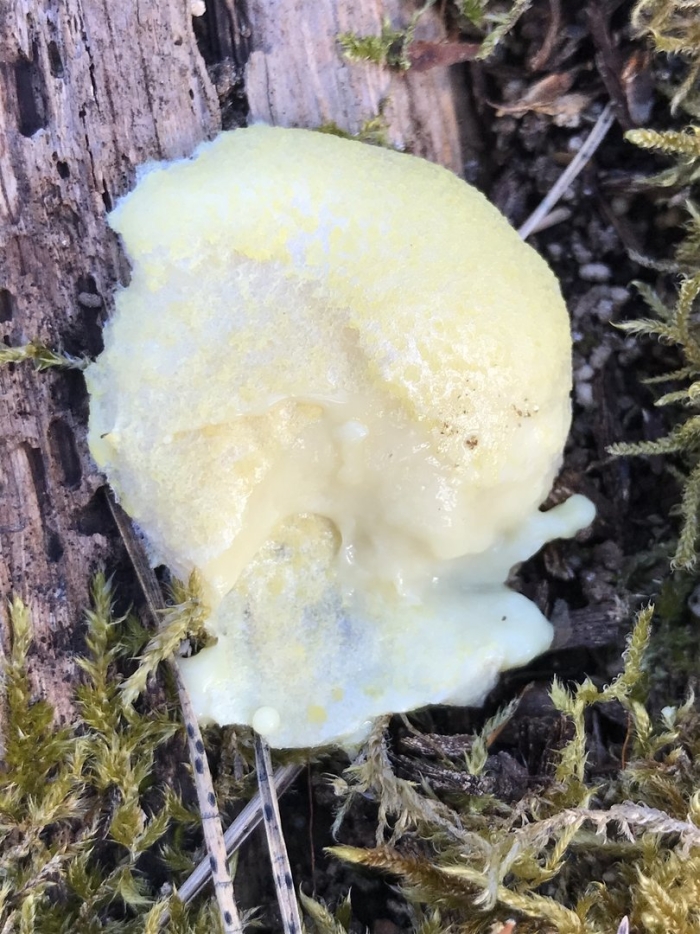 Reticularia olivacea