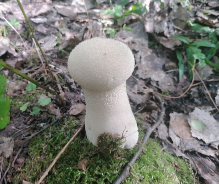 Головач продолговатый calvatia excipuliformis