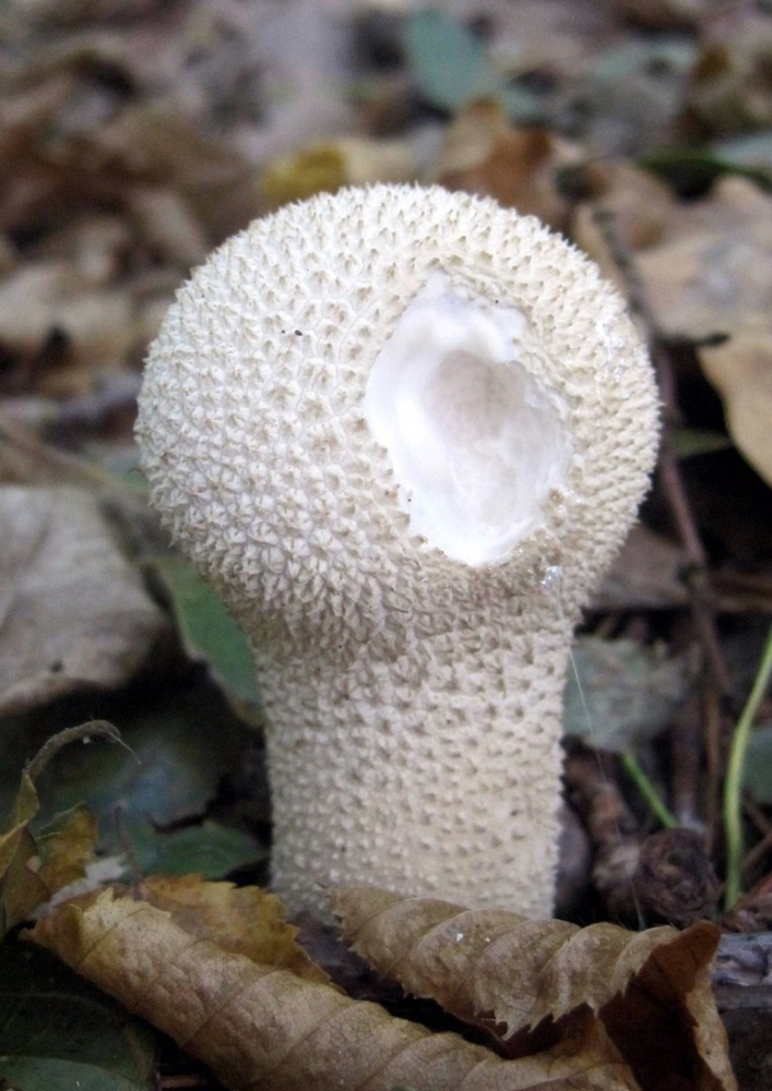 Гриб дождевик шиповатый съедобный