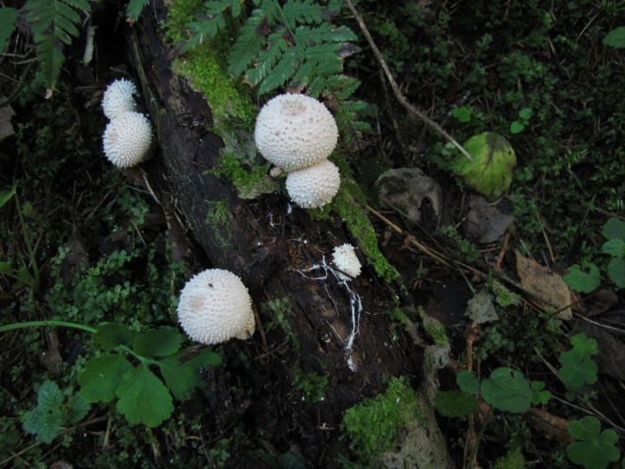 Гриб дождевик шиповатый