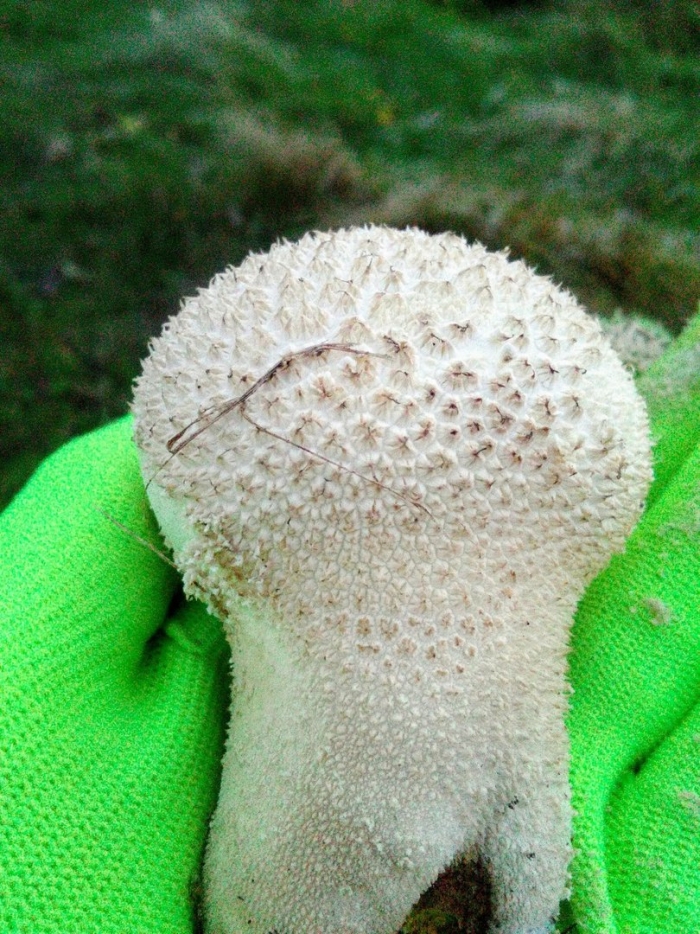 Дождевик шиповатый lycoperdon perlatum