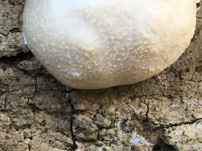 Гриб calvatia gigantea