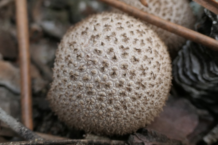 Lycoperdon perlatum
