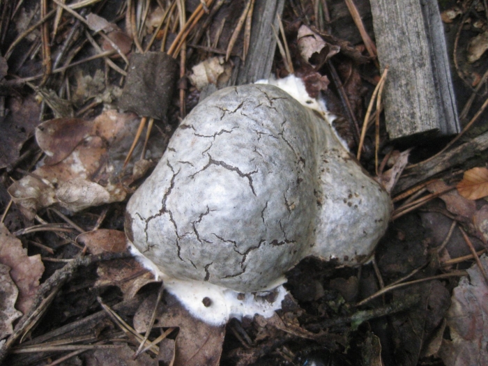 Гриб дождевик bovista