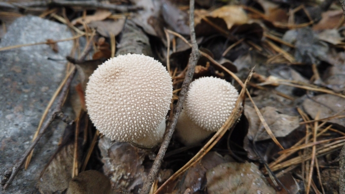 Дождевик шиповатый lycoperdon perlatum