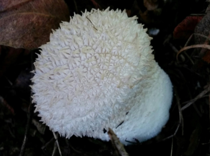 Lycoperdon curtisii
