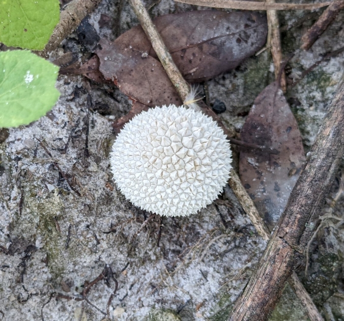 Lycoperdon marginatum