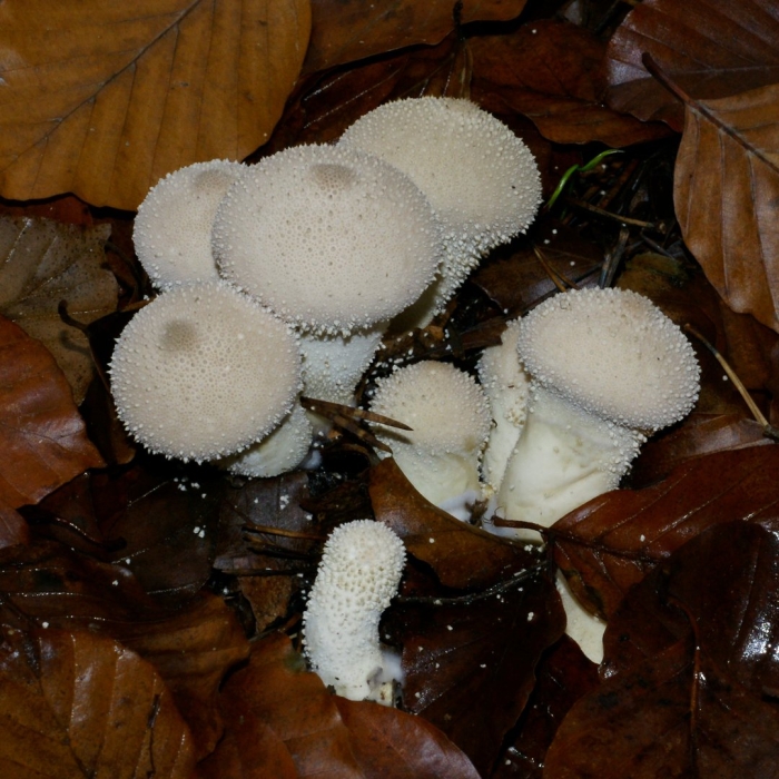 Гриб вольвариелла слизистоголовая