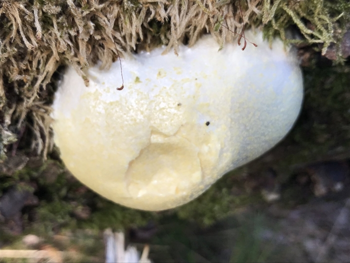 Lycoperdon nigrescens