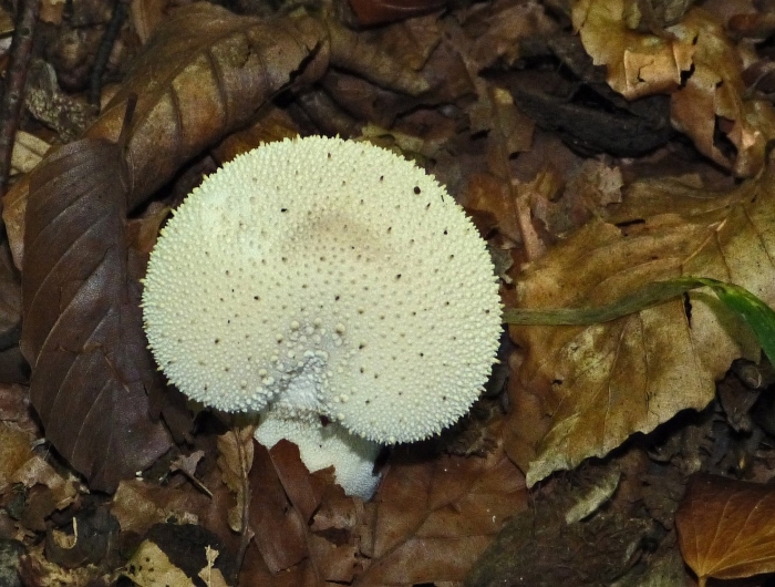 Гриб дождевик съедобный