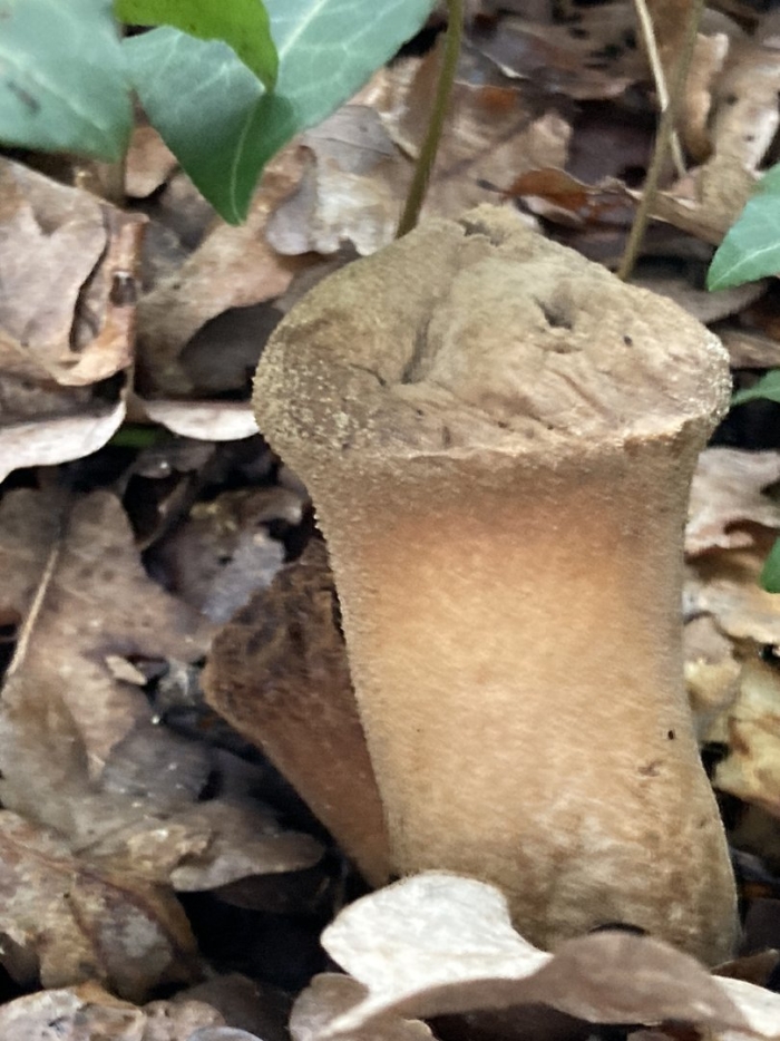 Рогатик пестиковый гриб