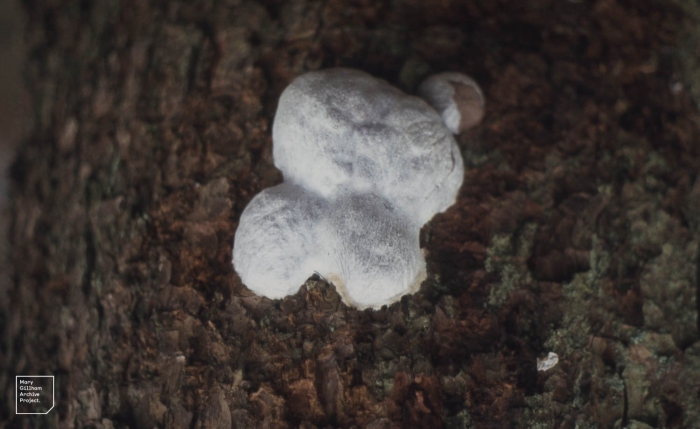 Ретикулярия дождевиковая