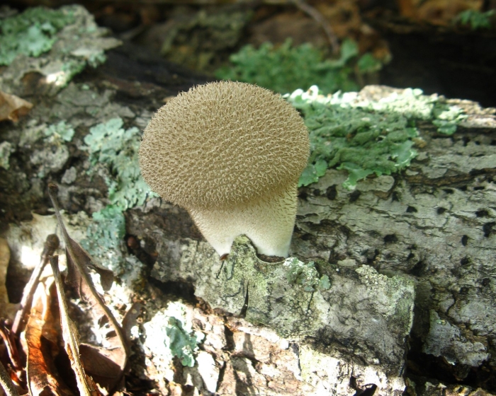Lycoperdon pulcherrimum