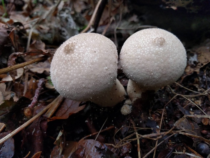 Lycoperdon perlatum
