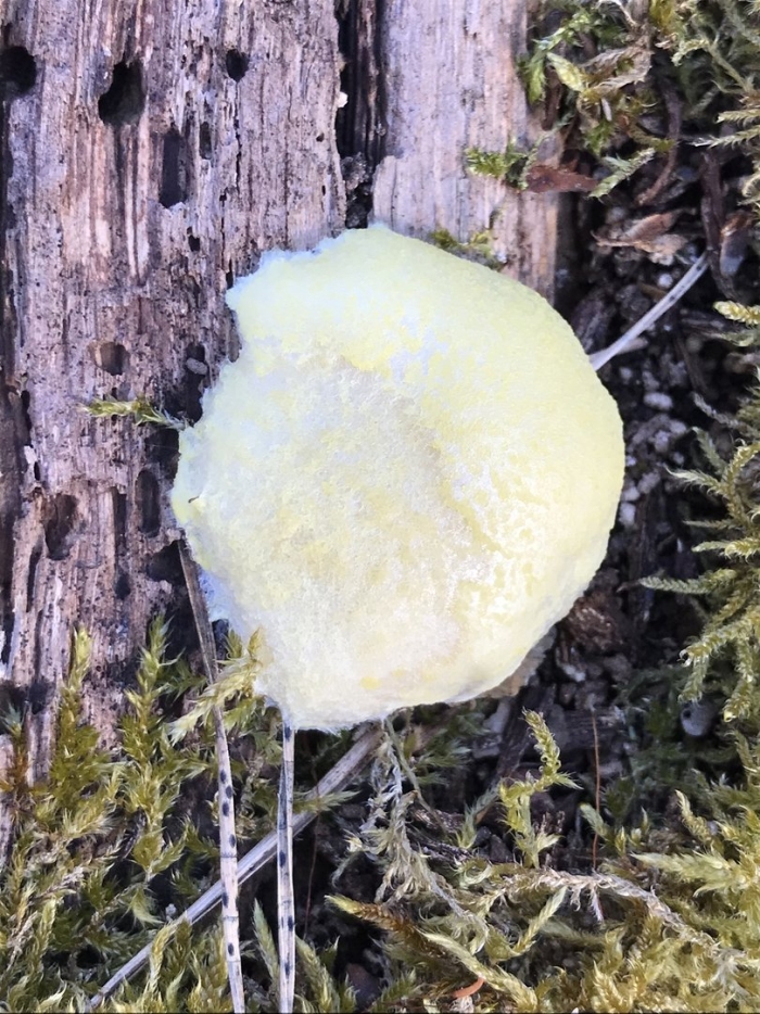 Стемонитис слизевик