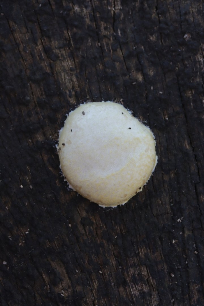 Asterophora parasitica